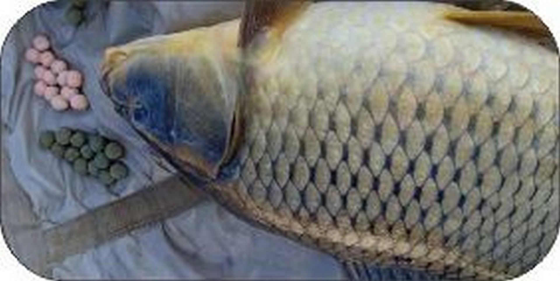 بهترین روش صید ماهی کپور فقط استفاده از طعمه های برند لومینوس میباشد
