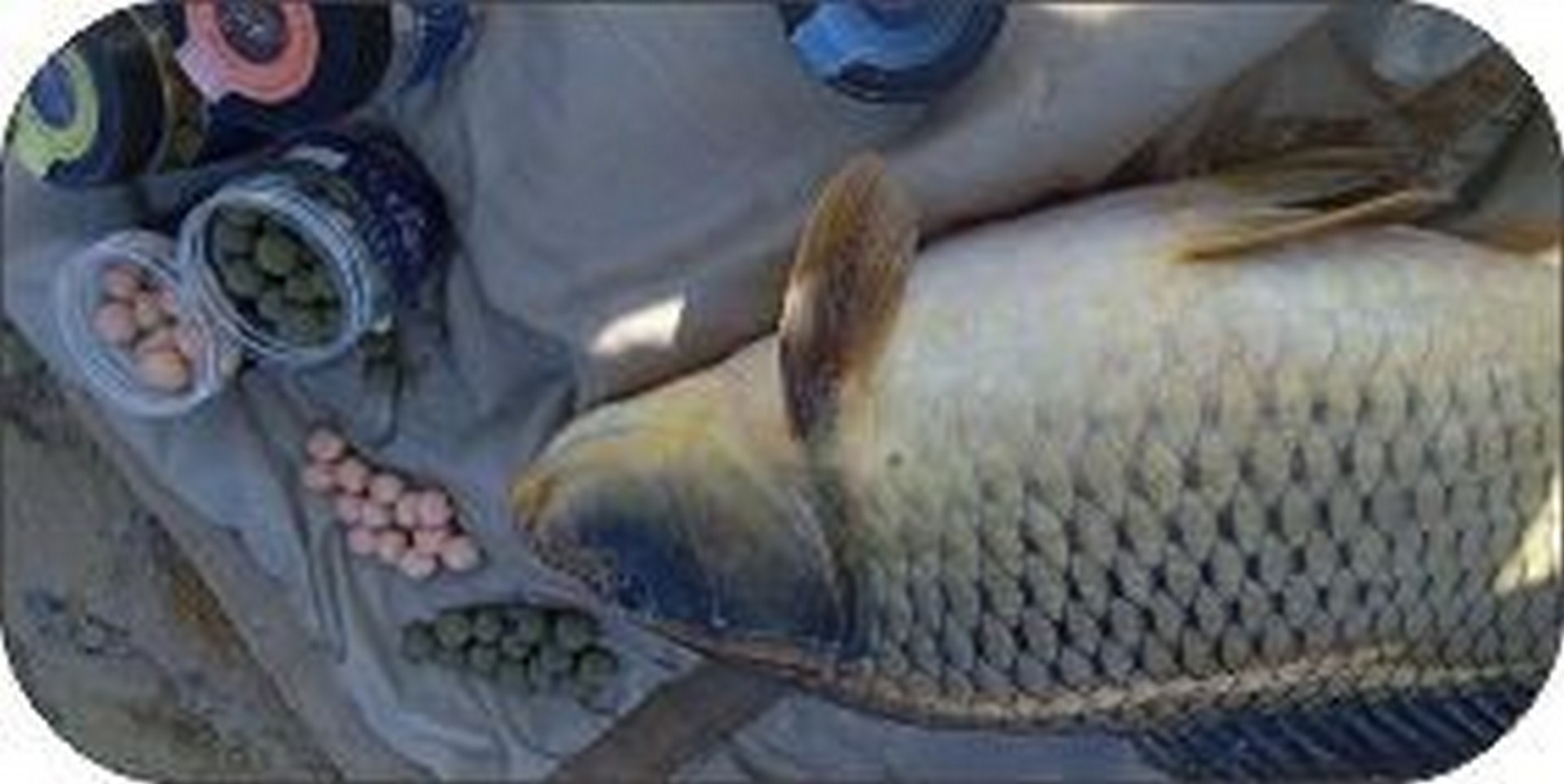ماهی کپور صید شده با بویله ماهی سبز